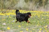 CAVALIER KING CHARLES 613